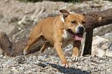 AMSTAFF ADULT 033